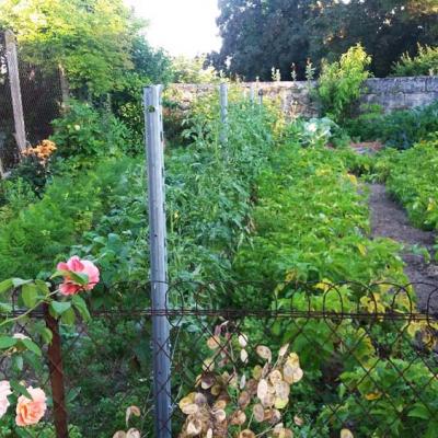 The kitchen garden