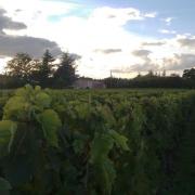 Vineyard