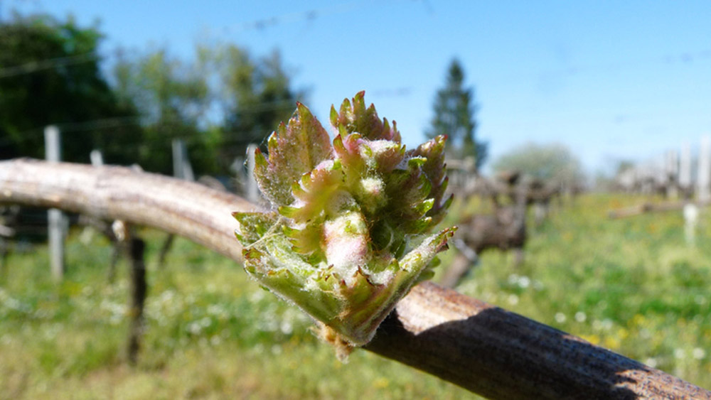 Printemps : Les bourgeons