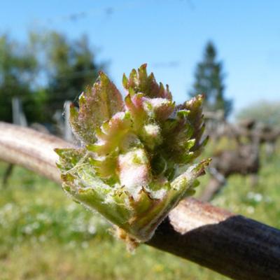 Printemps : Les bourgeons