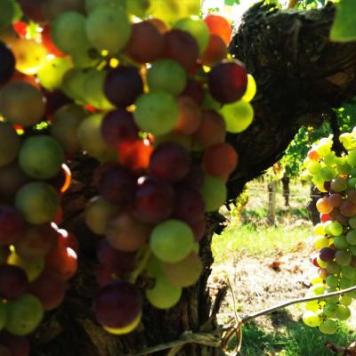 Ripening (veraison)