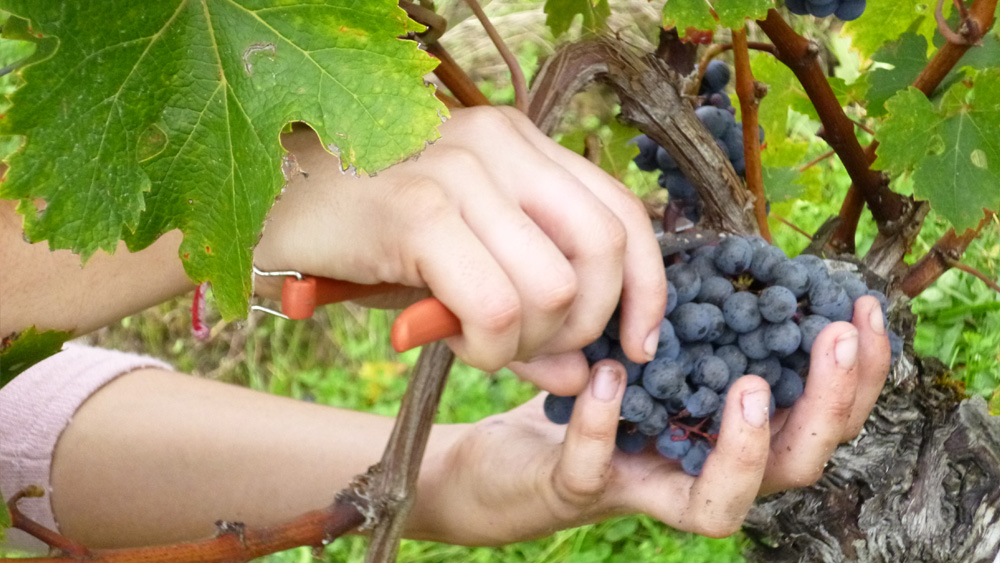 Les vendanges