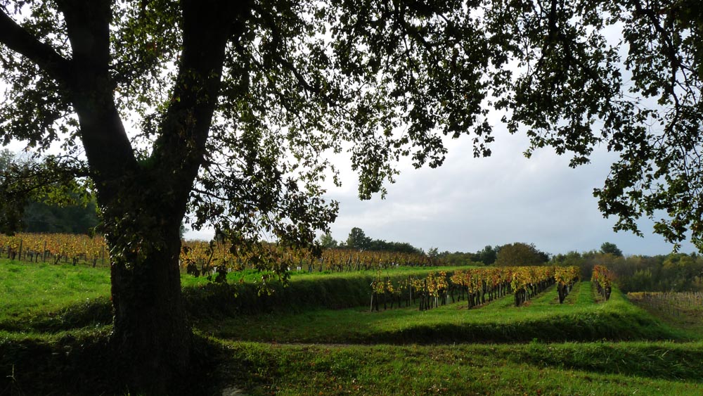 Le vignoble