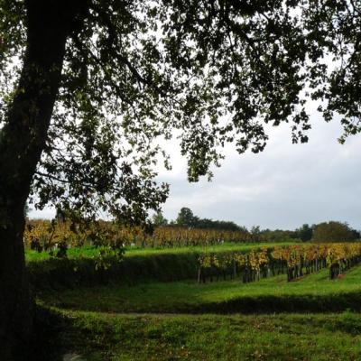 Le vignoble