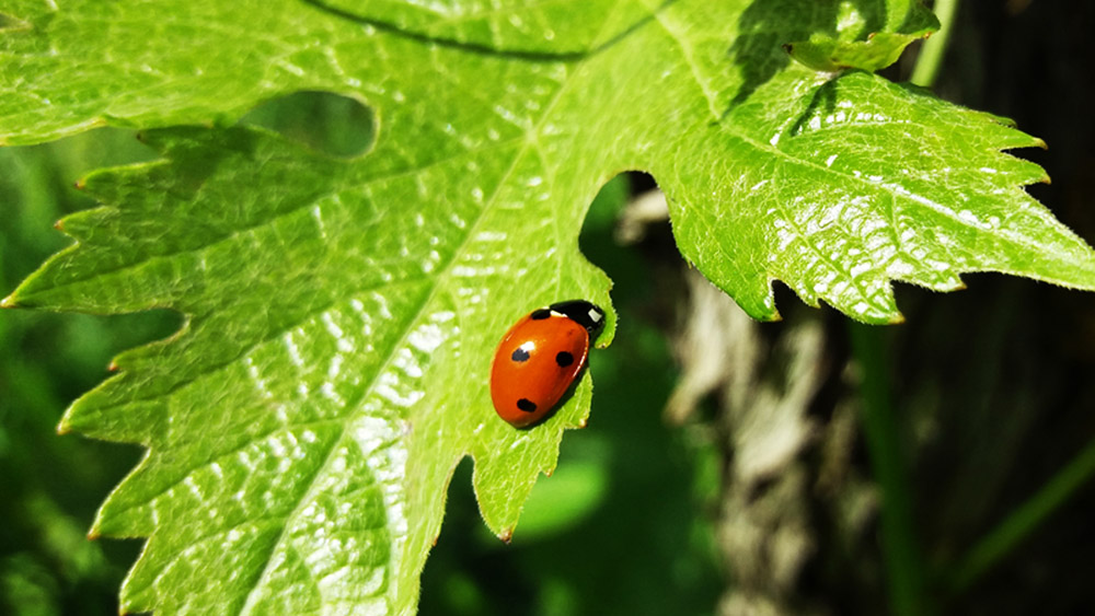 Les coccinelles