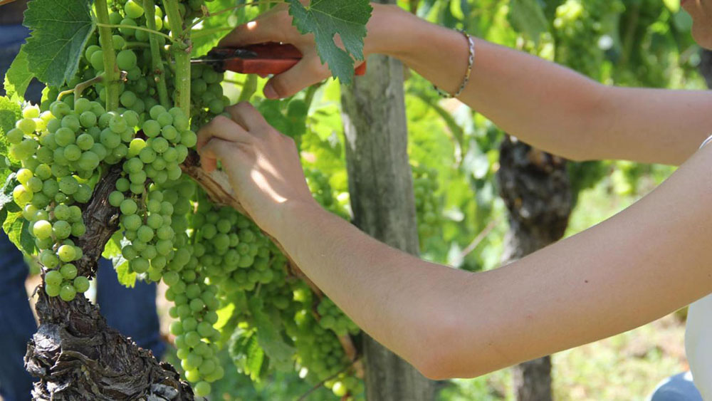 L'effeuillage et les vendanges vertes