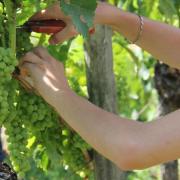 Green harvesting