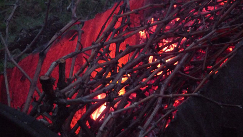Vine shoot burning