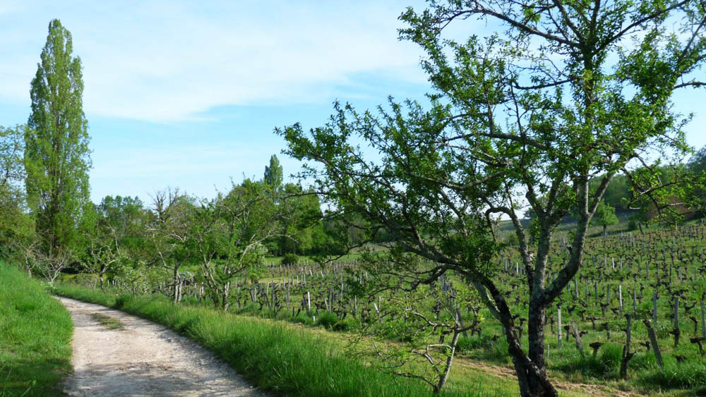 Fruit trees