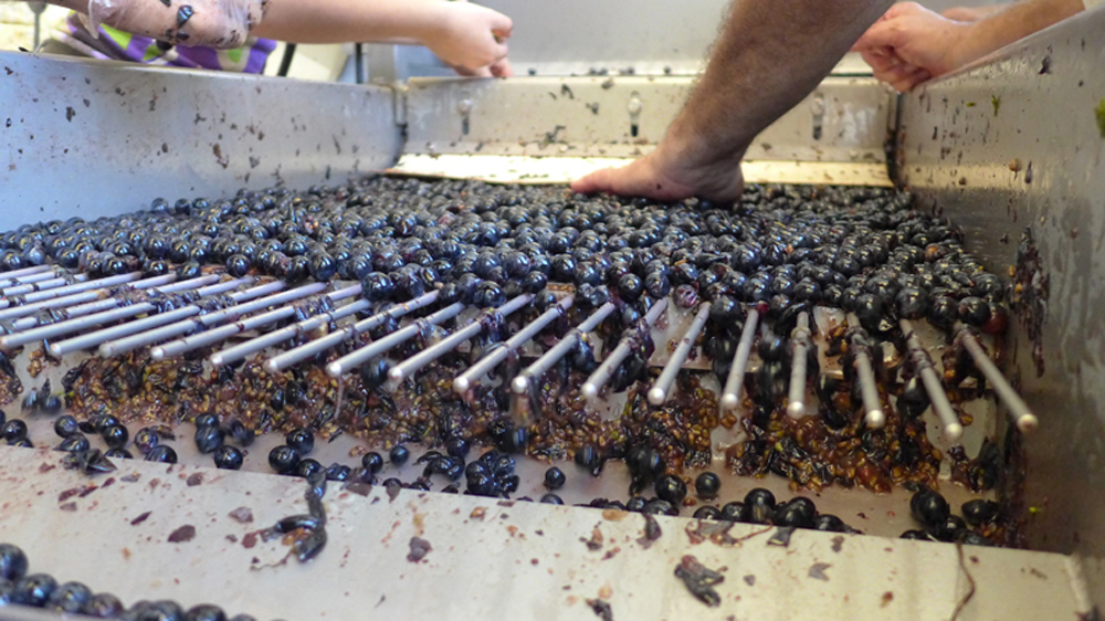 Sorting berries