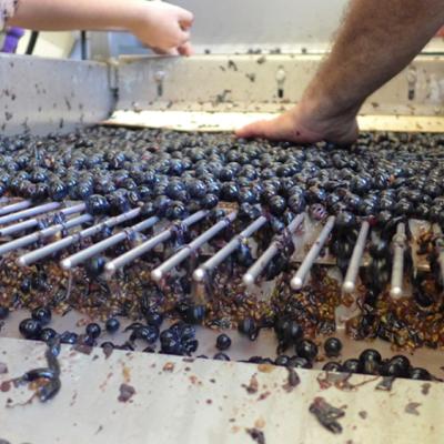 Sorting berries