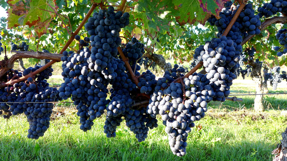 Ripe grapes