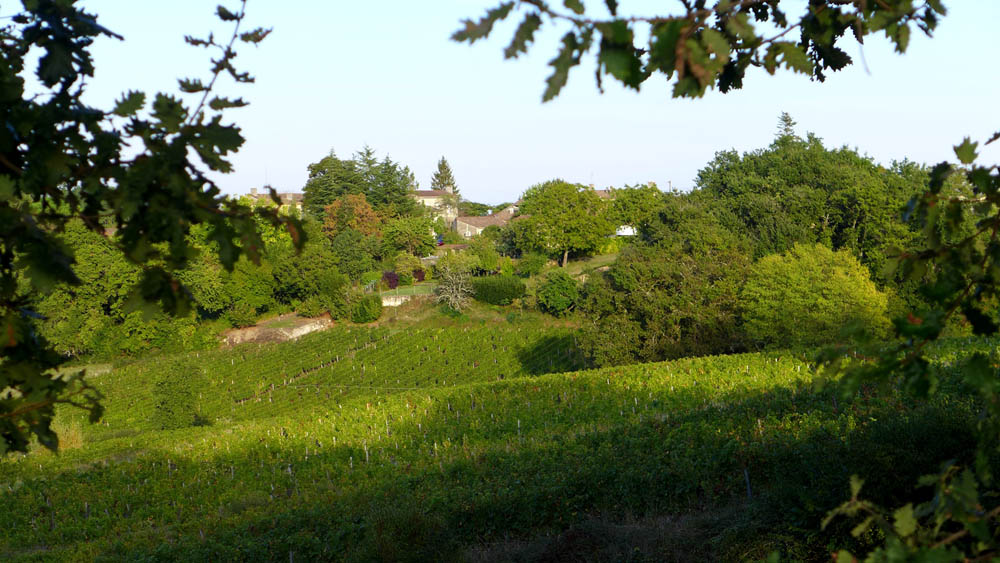 Vineyard